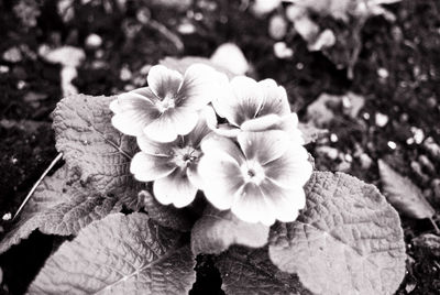 Close-up of flowers blooming outdoors