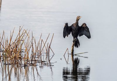 Birds flying over lake