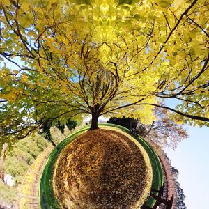 Low angle view of tree against sky