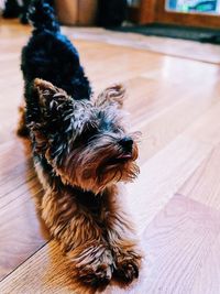 High angle view of dog relaxing on floor at home