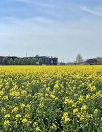 Scenic view of oilseed rape field against sky