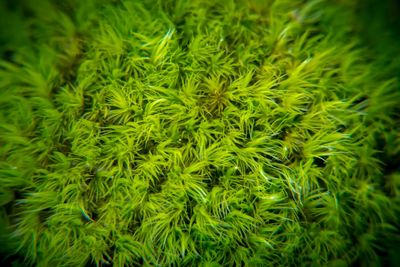 Full frame shot of green leaves