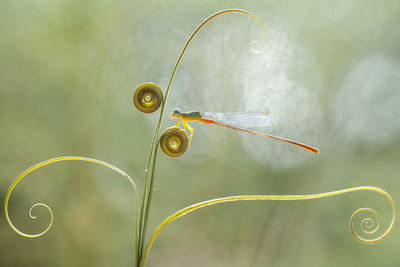 Beatiful dragonfly on unique plants