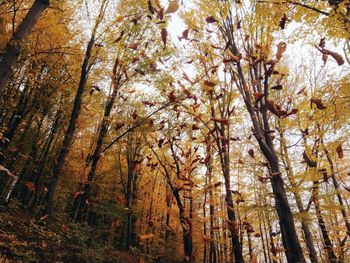 Low angle view of trees in forest during autumn