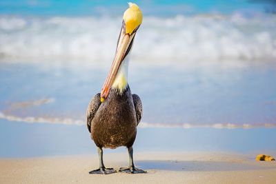 Bird perching on a beach