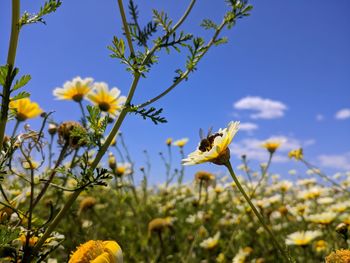 Close-up of honey bee pollinating on yellow flower