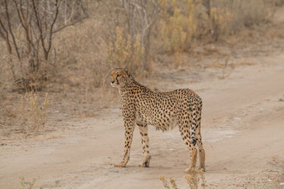 Side view of a cat on land