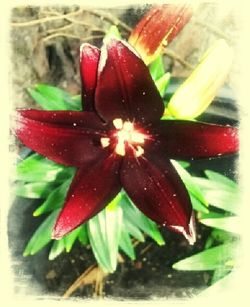 Close-up of red flowers blooming in pond