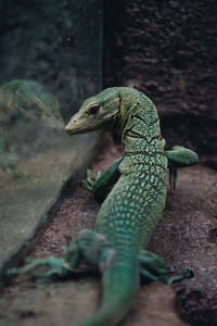 Close-up of monitor lizard on rock