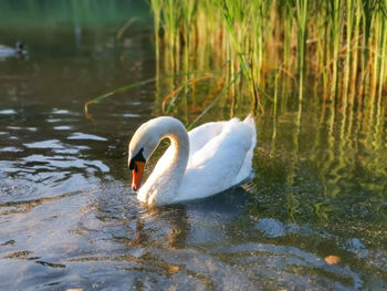 Swan floating on lake