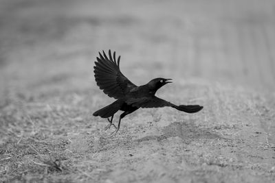 Close-up of bird perching on field