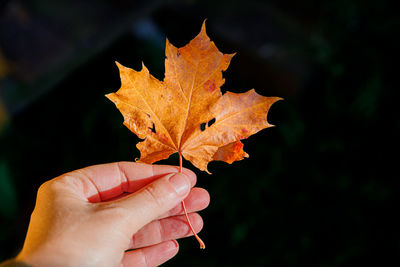 leaf
