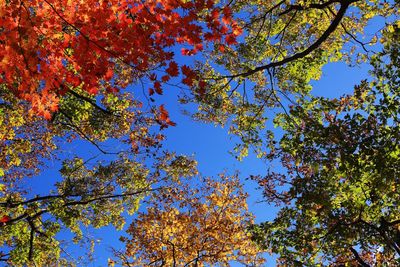 Low angle view of trees against blue sky