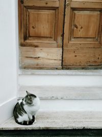 Portrait of cat sitting