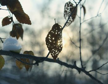 Close-up of branches on branch