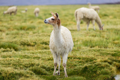 Llamas eating grass in the altiplano bolivia chile south america travel wildlife animals