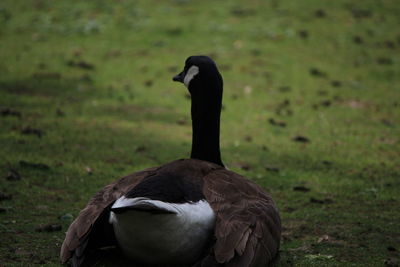 Close-up of bird on field