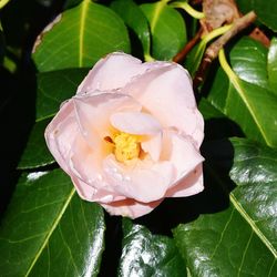 Close-up of flower