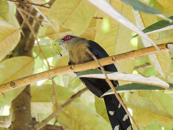 Low angle view of bird perching on branch