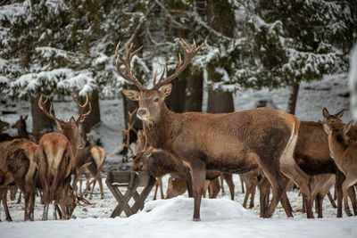 Deer on snow covered field