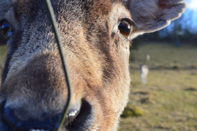 Close-up portrait of dog on field