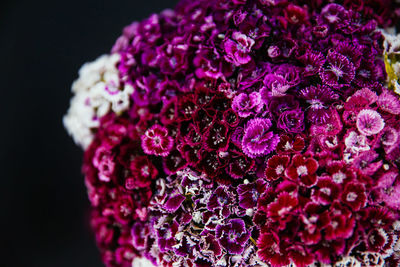 Close-up of pink flowering plant against black background