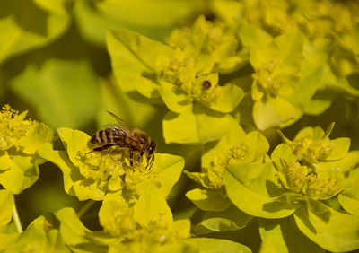 Close-up of bee pollinating on yellow flower