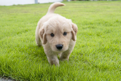 Portrait of puppy on grassy field