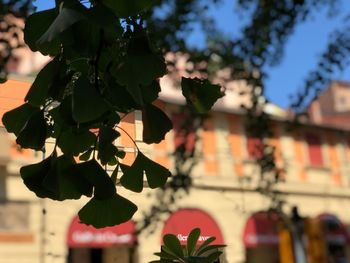 Low angle view of flowering plant against building