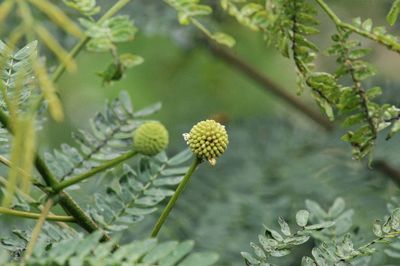 Close-up of flowering plant