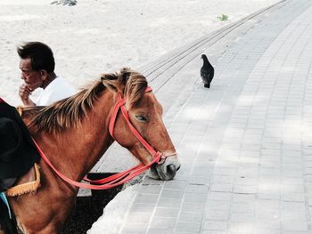 Horse standing by promenade at beach