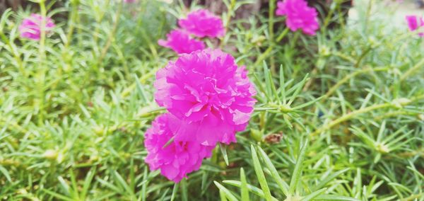 Close-up of pink flowering plant in field