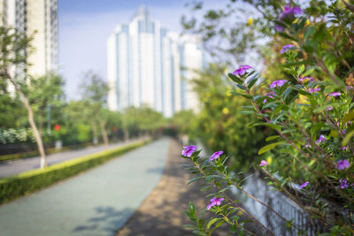 Close-up of purple flowering plants in park