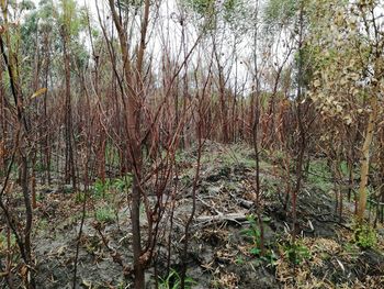 Full frame shot of bamboo trees