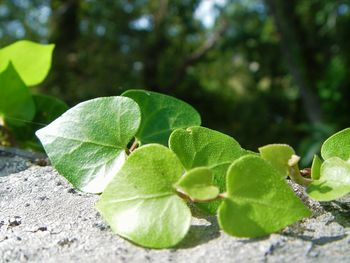 Close-up of green leaves