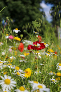 Close-up of red poppy flowers on field