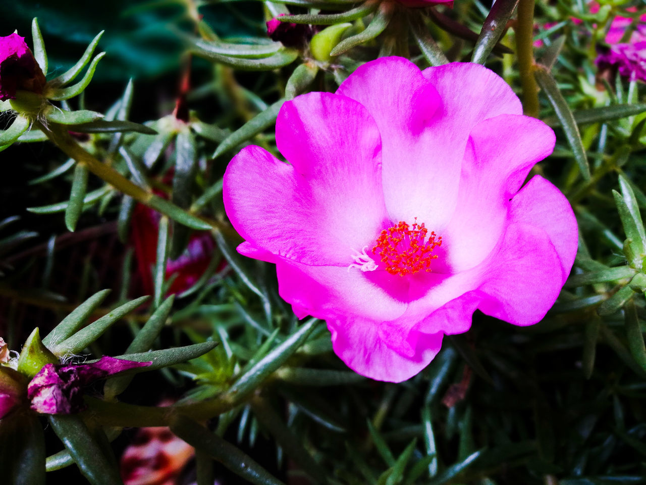 CLOSE-UP OF PINK FLOWERING PLANTS