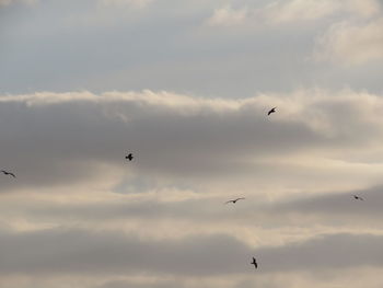 Low angle view of birds flying against sky