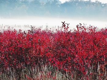 Close-up of red flowering plant against trees