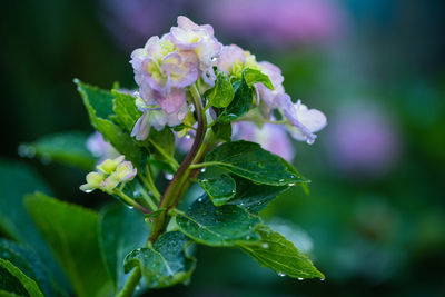 Close-up of flowering plant