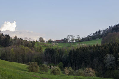 Trees on field against sky