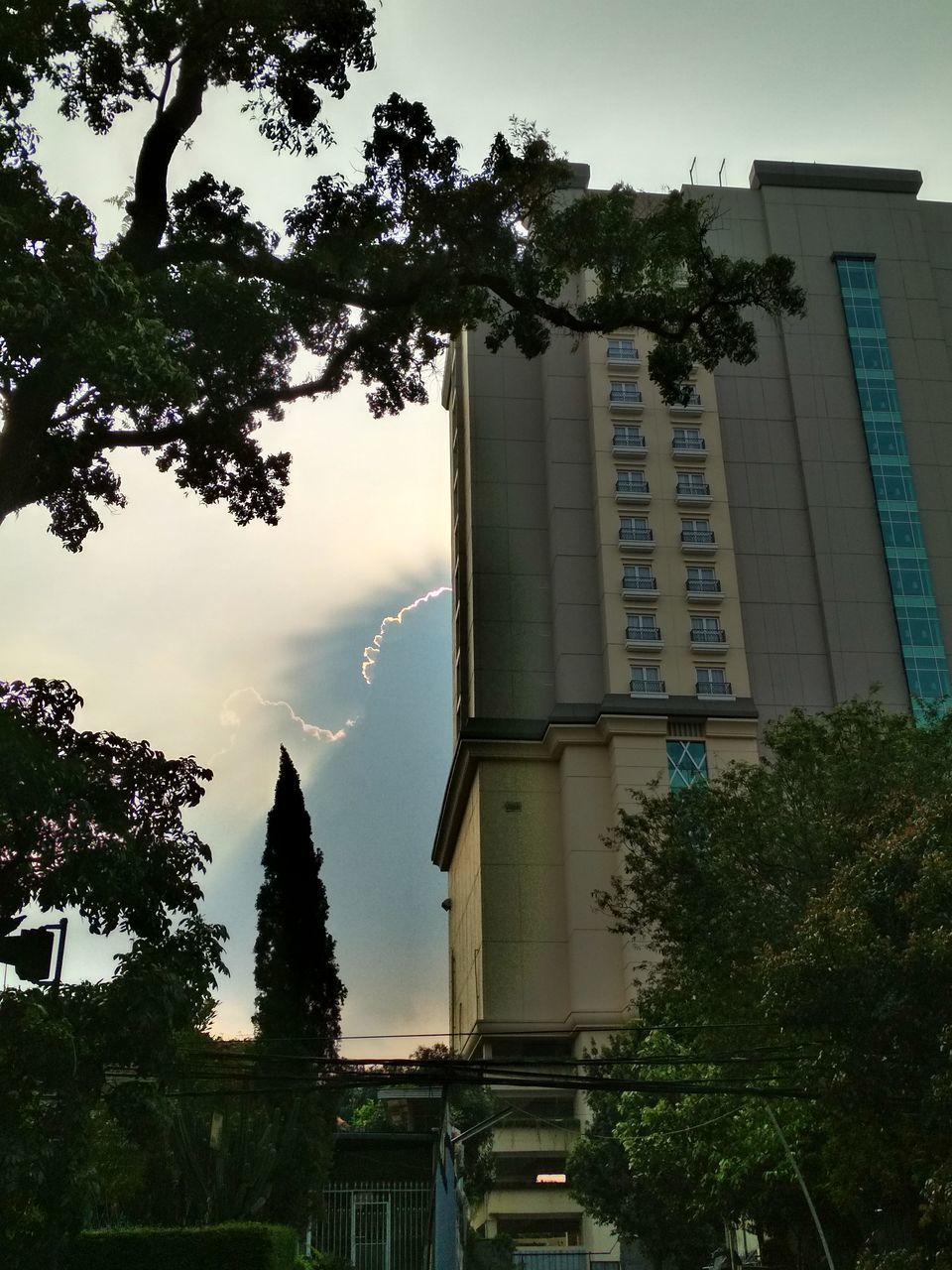 LOW ANGLE VIEW OF TREE AGAINST SKY IN CITY