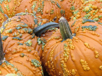 Full frame shot of pumpkins