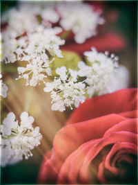 Close-up of fresh flower bouquet