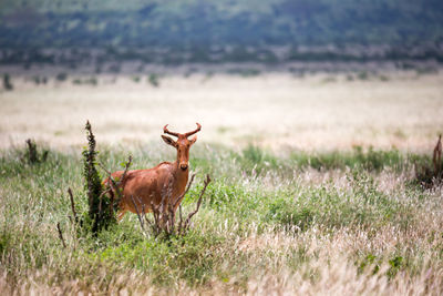 Deer standing on field