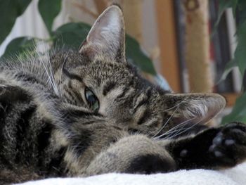 Close-up of cat staring