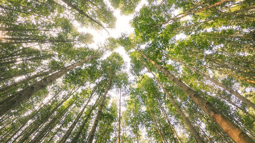 Low angle view of bamboo trees