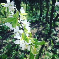 Close-up of white flowers