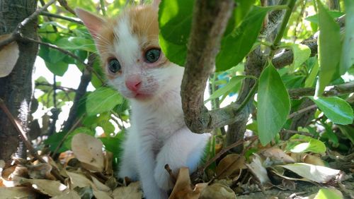 View of kitten on plant