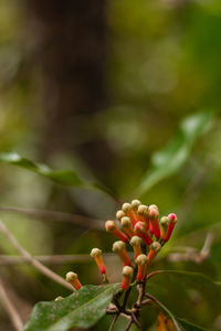 Close up of clove in a stem